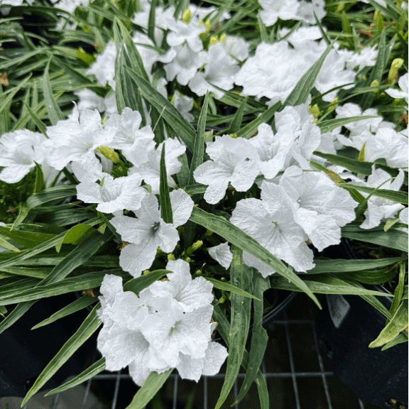 Set 2 Katie's Dwarf White Ruellia Live Plants, White Katie's Dwarf Ruellia Brittoniana, Compact Flowering Perennial 4 to 6 Inc Tall