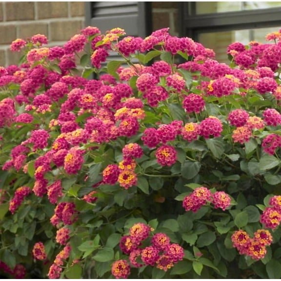 Set 2 Lantana Anne Marie Plants 4-7" Tall for Planting, Pink Lantana Flower Plants, Perennial Flowering Plants, Ornamental Flower Plant Indoor Outdoor