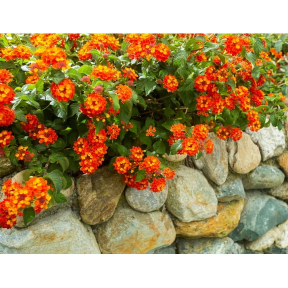 Set 2 Lantana Bright Orange Plants 4-7" Tall for Planting, Orange Lantana Flower Plants, Perennial Flowering Plants, Ornamental Flower Plant Indoor Outdoor