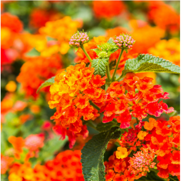 Set 2 Lantana Bright Orange Plants Live for Planting, Lantana Plants Perennial Flowering Plants for Outdoor Gardens 4 to 6 Inches Tall - Dormant in Winter