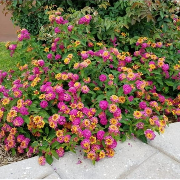 Set 2 Lantana Carlos Plants 4-7" Tall for Planting, Rose Lantana Flower Plants, Perennial Flowering Plants, Ornamental Flower Plant Indoor Outdoor