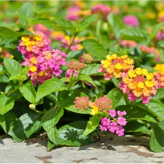 Set 2 Lantana Confetti Plants 4-7" Tall for Planting, Multicolor Lantana Flower Plants, Perennial Flowering Plants, Ornamental Flower Plant Indoor Outdoor