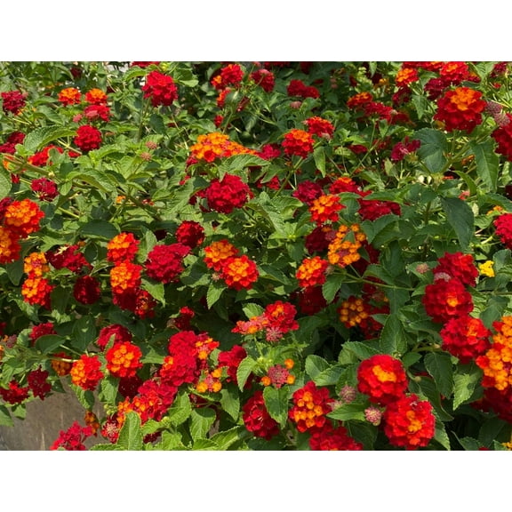 Set 2 Lantana Dallas Red Plants 4-7" Tall for Planting, Red Lantana Flower Plants, Perennial Flowering Plants, Ornamental Flower Plant Indoor Outdoor