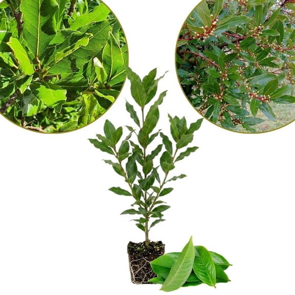 Set 2 Laurus Nobilis Bay Leaf Live Plant 4", Bay Leaf Herb Tree Plants, Sweet Bayleaf Plant, Herb Plant for Planting Indoor Outdoor, No Pot