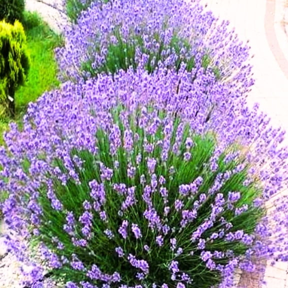 Set 2 Lavender Plants Live, Lavandula Perennial Flower Plants Indoor Outdoor, Well Rooted 4 to 8 Inch Tall To Grow (Provence Lavender)
