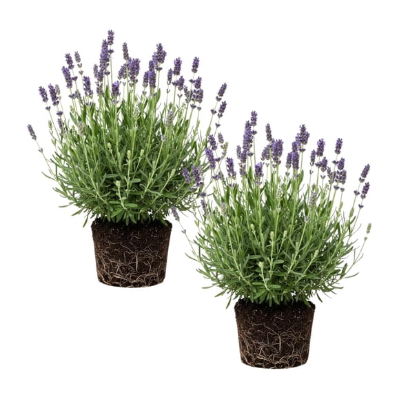 Set 2 Lavender Plants Live, Lavender Plant, 4 to 8 Inches Tall, Fragrant Lavandula Seedling for Indoor Outdoor Planting (Creek Lavender)