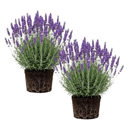 Set 2 Lavender Plants Live, Lavender Plant, 4 to 8 Inches Tall, Fragrant Lavandula Seedling for Indoor Outdoor Planting (Phenominal Lavender)