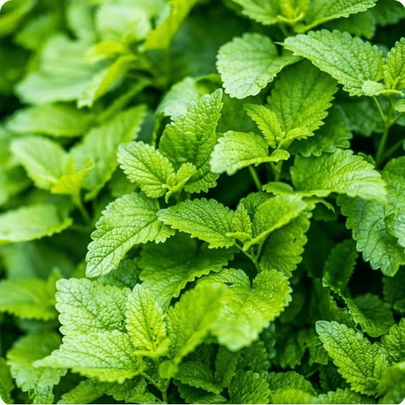 Set 2 Lemon Balm Live Plants, Lemon Balm Herb, Easy to Grow Perennial for Tea & Cooking, 4 to 6 Inch Tall, No Ship Pot