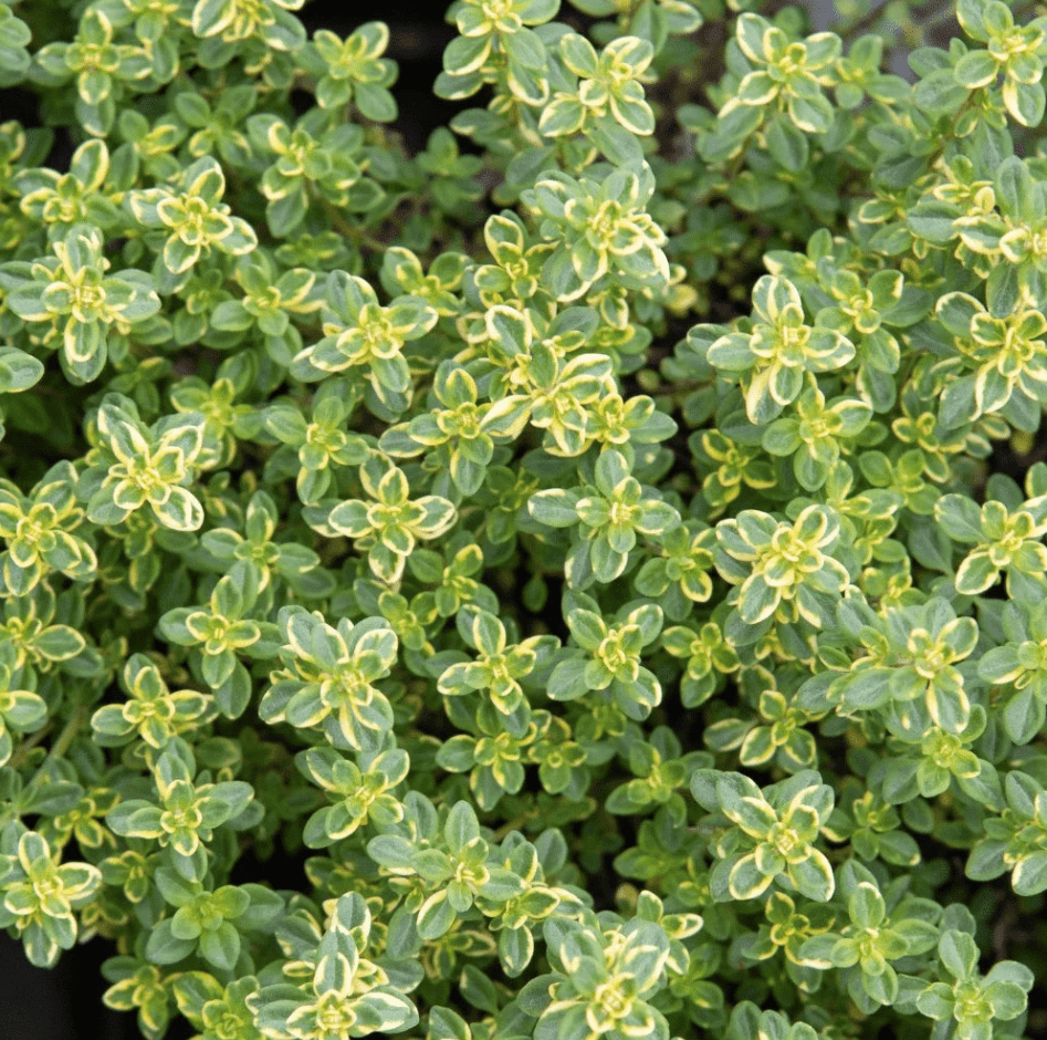 Set 2 Lemon Thyme Live Plants, Thyme Herb Plants, Perennial Herb Plants for Indoor Outdoor 4 to 6 Inc Tall