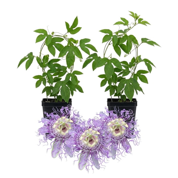 Set 2 Light Purple Passion Flower Vine Plants - Live Passion Flowers Plants for Outdoor Garden, 4 to 8 Inch Size, Fragrant Flowers, No Pot