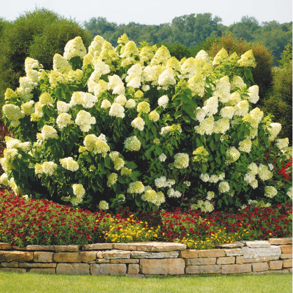 Set 2 Lime Light Hydrangea Bare Roots - No Leaves for Planting 1-2 ft Tall, Dormant in Winter - No Ship PR, HI, AK