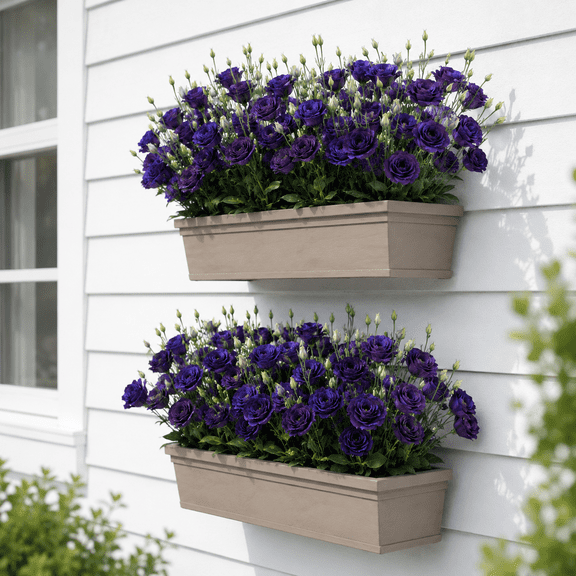 Set 2 Lisianthus Doublini Blue I Plugs, Lisianthus Thornless Roses Seedling, Eustoma Flower, Well-Rooted Starter Plugs, 2-4 Inch Tall