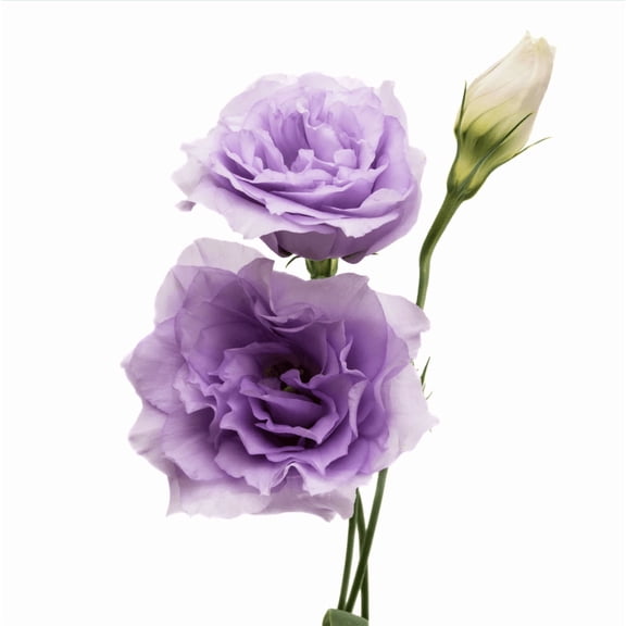 Set 2 Lisianthus Voyage 2 Lavender Plugs Eustoma Flower Plant Lavender Lisianthus Flower Well Rooted Plant Healthy Starter Plug, 2-4 Inch Tall