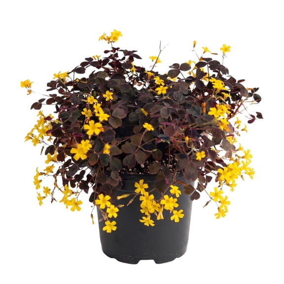 Set 2 Live Burgundy Yellow Oxalis Plants, Oxalis Triangularis Shamrock Plants, 4 to 7 Inch Tall, Well Rooted for Growing