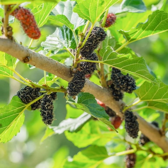 Set 2 Live Plant Mulberry 5 to 8 Inch Tall, Everbearing Mulberry Bush Live Plant to Grow, Mulberry Plant Live, Fruit Plant to Grow Your Garden