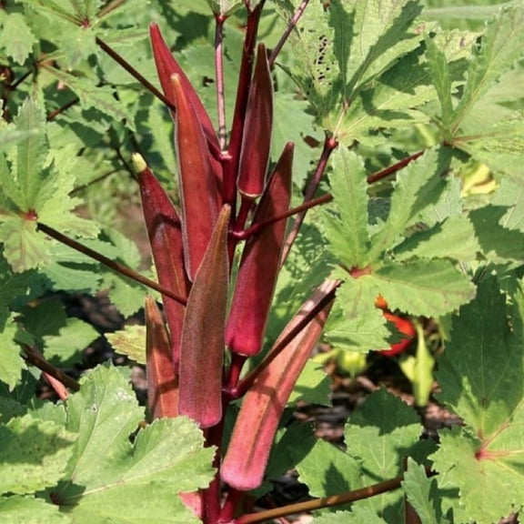 Set 2 Live Red Okra Plants, 4 to 6 Inches Tall, 4 Inches Pot, Red Okra Vegetable Plants Live Potted for Planting Outdoor