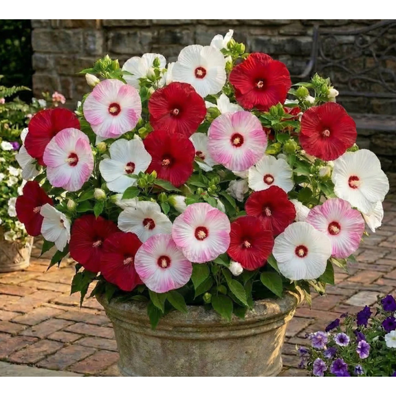 Set of 2 Luna Mix Hibiscus Live Plants, 4-6 Inch Tall Flowering Starters, Colorful Garden Hibiscus for Outdoor Beds, Borders, Patio Containers & Landscape Planting
