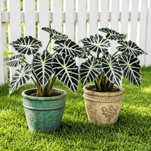 Set 2 Mandalay Alocasia Plants Live 4-8 Inch Tall, Rare Elephant Ear Houseplant, Alocasia Tropical Plant, No Ship Pot