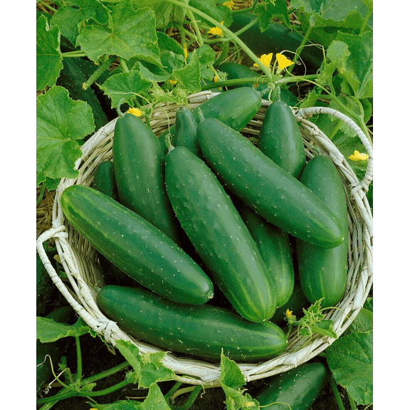 Set 2 Marketmore Cucumber Plants Live, 4 Inch Pot, Cucumber Live Plants, 2 Cucumber Vegetable Starter Plants