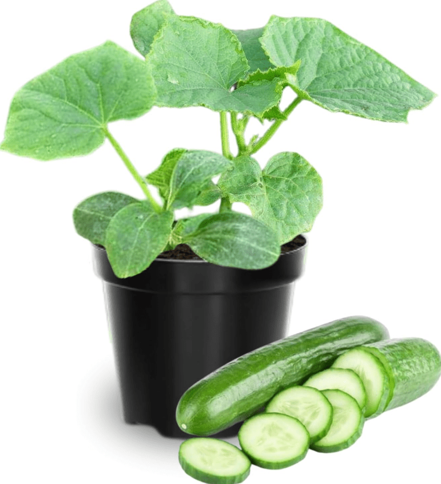 Set 2 Marketmore Cucumber Plants Live, 4 Inch Pot, Cucumber Live Plants, 2 Cucumber Vegetable Starter Plants