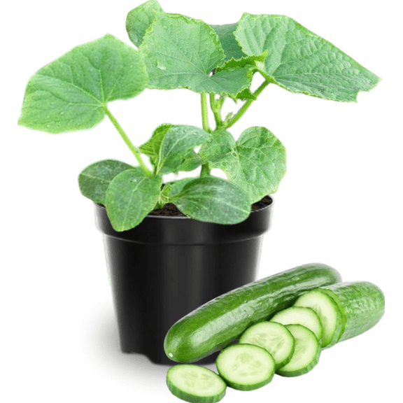 Set 2 Marketmore Cucumber Plants Live, 4 Inch Pot, Cucumber Live Plants, 2 Cucumber Vegetable Starter Plants