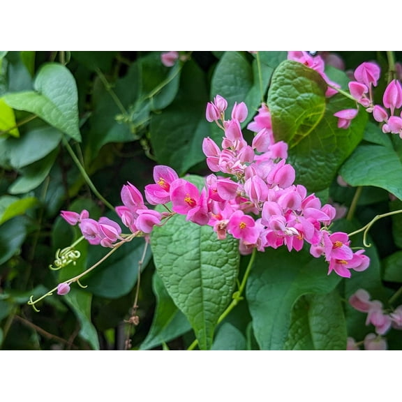 Set 2 Mexican Creeper Plants 4-7" Tall for Planting, Antigonon Leptopus, Coral Vine Plants, Queens Wreath Vine, Pink Flower Plants