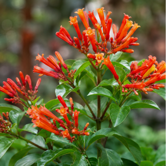 Set 2 Mexican Firebush Live Plants 4 to 6 Inch Tall, Live Flowering Shrub for Gardens