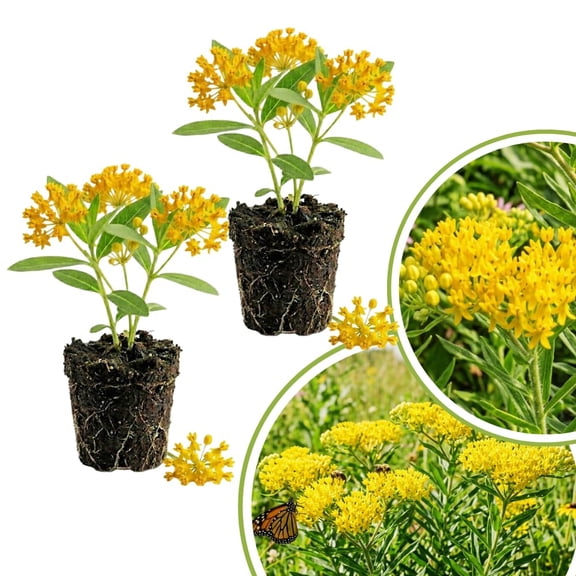 Set 2 Milkweed Plants Live, Tropical Vibrant Shrubs for Outdoor Growing, Live Milkweed Plants Well Rooted, Asclepias Tuberosa, Perennial Flowering Plant (Yellow)