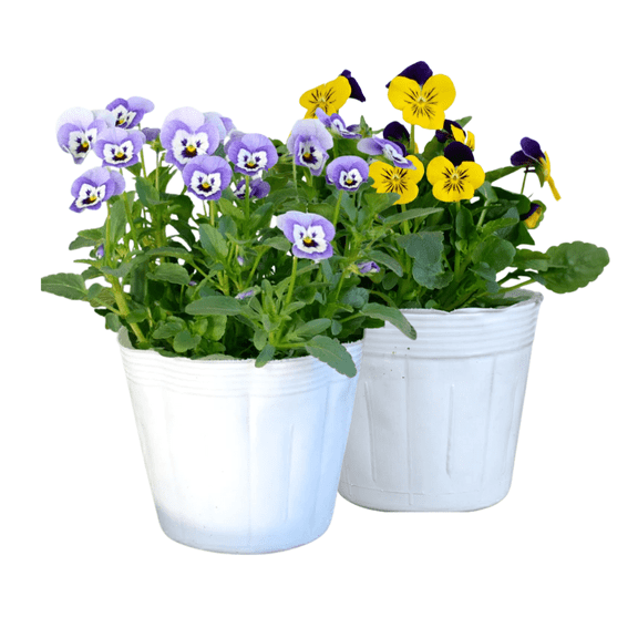 Set 2 Mix Pansy Plants, 3 to 5 Inches Tall, Outdoor Pansies Plant, Vibrant Flowers for Garden and Container