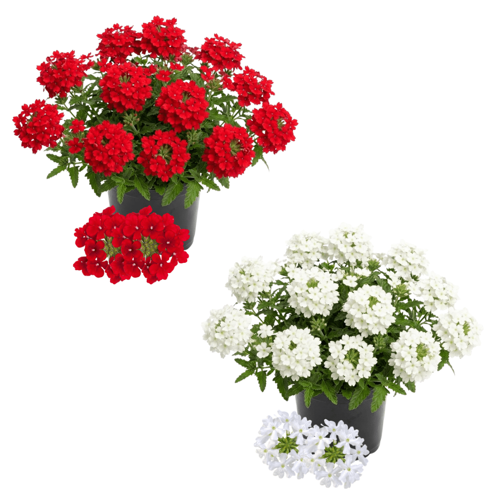 Set of 2 Mix Verbena Plants Live, 4-6 Inches Tall in 4 Inch Pots, Verbena Flower Plants, Vibrant Color Red and White Blooms for Indoor Outdoor Growing