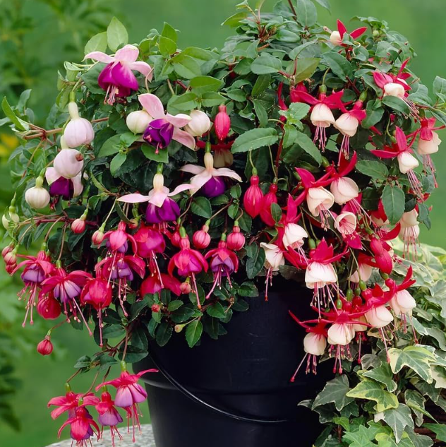 Fuschia Plant