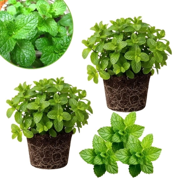 Set 2 Mojito Mint Live Plant, 3-7 Inch Tall, Mint Plant Live Fast Growing for Spring Planting, Fresh Herb for Indoor Outdoor Growing