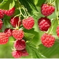 thumbnail image 1 of Set 2 Natahalla Thornless Raspberry Plants 4-7" Tall for Planting, Rubus Idaeus, Sweet Raspberry Plant, Raspberry Bush Plants for Garden, 1 of 5