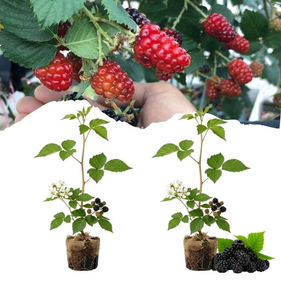 Set 2 Navaho Crown Thornless BlackBerry Plant Live