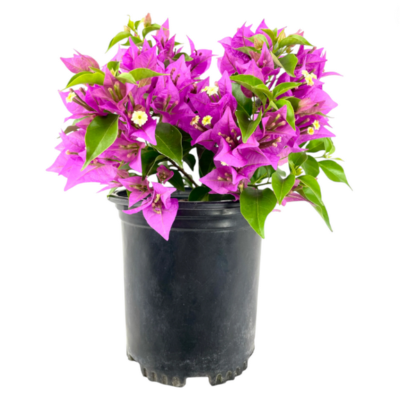 Set 2 New River Bougainvillea Live Starter Plants for Planting, Paperflower Purple Bougainvillea Vine, Hardy Minimal-Care, 4 to 6 Inch Tall, Ship No Pot