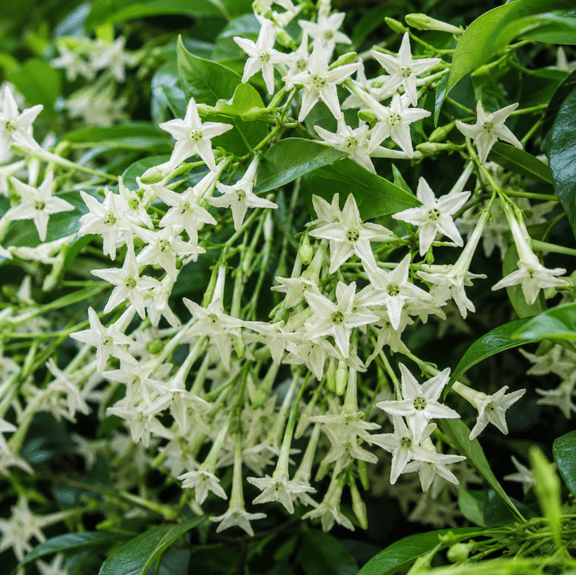 Set 2 Night Blooming Jasmine Live Plants 46 Inches Tall, Fragrant Flowering Plant for Garden, Patio, and Outdoor Spaces