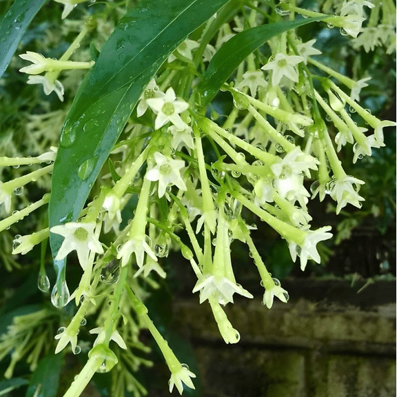 Set 2 Night Blooming Jasmine Plants Live for Planting, Fragrant Night Blooming Plant, Live Jasmine Plant, 3-5 Inch Tall