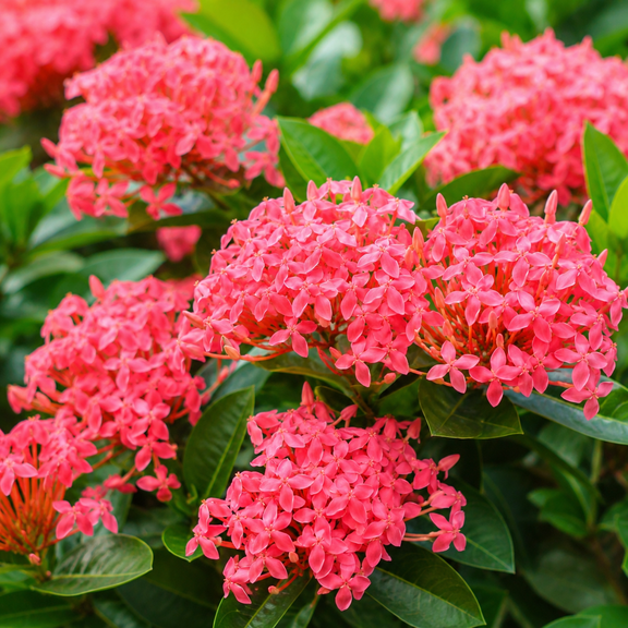 Set 2 Nora Grant Ixora Plants Live for Planting, Pink Ixora Tropical Flowering Shrub, 4-8 Inch Tall, No Pot