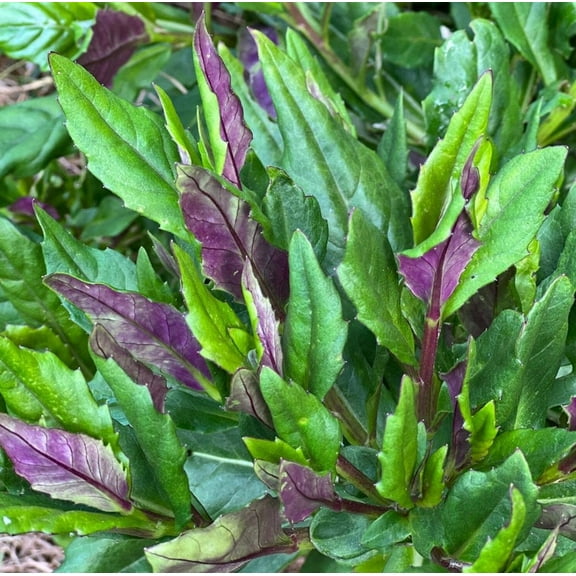 Set 2 Okinawa Spinach Plants 4-7" Tall for Planting - Gynura Crepioides - Gynura Bicolor - Live Spinach for Planting - Okinawa Lettuce Vegetable