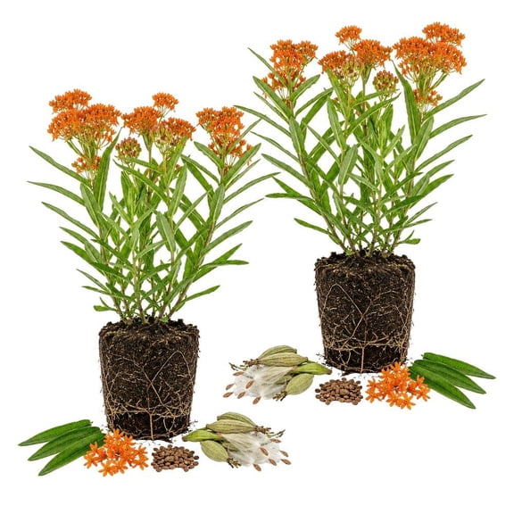 Set 2 Orange Milkweed Live Plants, Native Pollinator Garden Starter (4 Inch Tall)