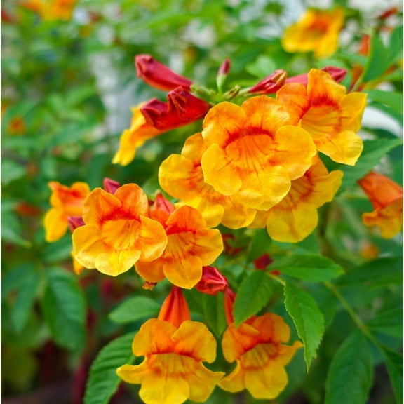 Set 2 Orange Trumpet Live Plants 4-7" Tall for Planting - Tangerine Beauty Crossvine - Bignonia capreolata - Vibrant Orange Trumpet - Shaped Blooms - Climbing Vine