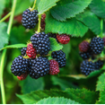 thumbnail image 1 of Set 2 Osage Blackberry Plants Live for Planting, Blackberries Plants Fruit Bushes Outdoor Garden 4 to 6 Inch Tall, 1 of 6