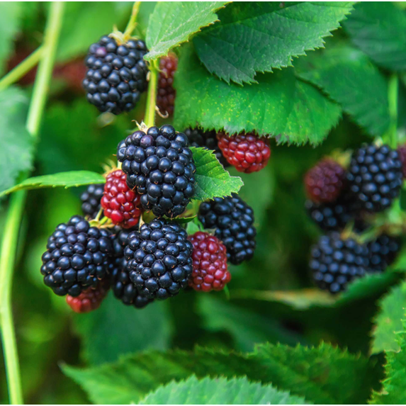 Set 2 Osage Blackberry Plants Live for Planting, Blackberries Plants Fruit Bushes Outdoor Garden 4 to 6 Inch Tall