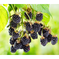 thumbnail image 1 of Set 2 Ouachita Blackberry Plants Live for Planting, Blackberries Plants Fruit Bushes Outdoor Garden 4 to 6 Inch Tall, 1 of 6