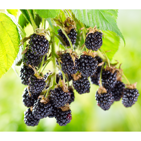 Set 2 Ouachita Blackberry Plants Live for Planting, Blackberries Plants Fruit Bushes Outdoor Garden 4 to 6 Inch Tall