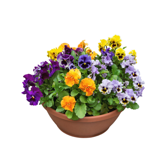 Set 2 Pansies Live Plant, 3 - 5 Inches Starter Plant, Mix Pansy Flower for Outdoor Gardening