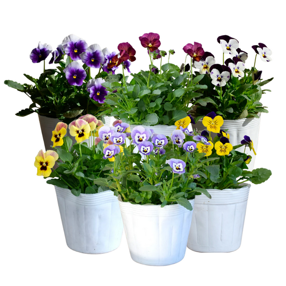 Set 2 Pansies Plant, 3 - 5 Inches, Perennial Plant, Multicolor Flowers for Container and Border