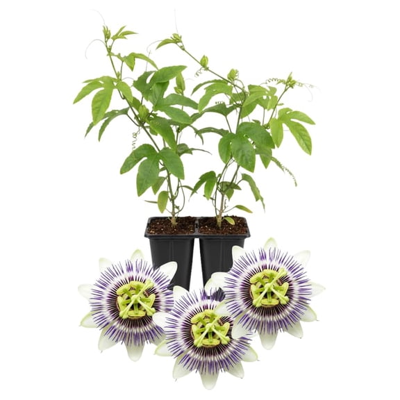 Set 2 Passion Flower Plants Live, Well Rooted Passiflora Flowering Vine 4-7'' Tall, Vibrant Blooms for Garden or Containers (White Purple)