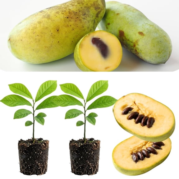 Set 2 Pawpaw Tree Live Plant, Paw Paw Plant Well Rooted 4-6 Inches Tall, Edible Fruit Tree Seedlings for Backyard Gardens and Home Orchard Growing