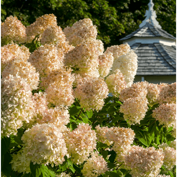 Set 2 Peegee Hydrangea Bare Roots, No Leaves for Planting 1-2ft Tall, Dormant in Winter - No Ship PR, HI, AK